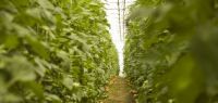 Indagro 10