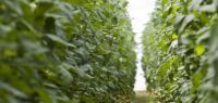 Indagro 11