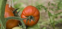 Indagro 12