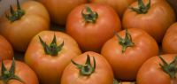 Indagro 14