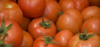 Indagro 15
